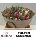 Tulipe Simple Mélange 