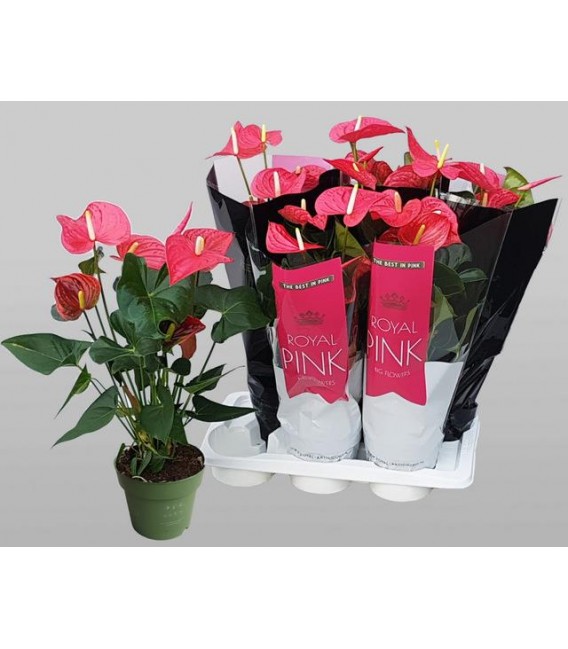 Anthurium Maine pot de 17