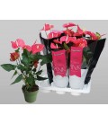 Anthurium Maine pot de 17