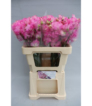 Pois de senteur suns rose