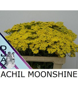 Achillée Moonshine 65 cm