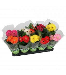 Gerbera pot de 12 