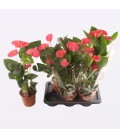 Anthurium Arisa Pink pot de 17