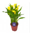 Calla Sunclub Pot de 14