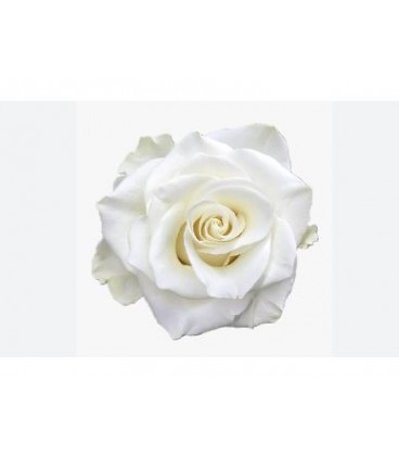 Rose Equat Mia 50 cmx25