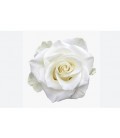 Rose Equat Mia 50 cmx25