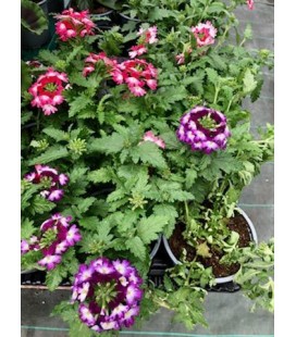 Verveine mix Ø 10.5 fr