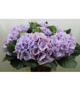 Hortensia Mag Royal Benefit 60 cm