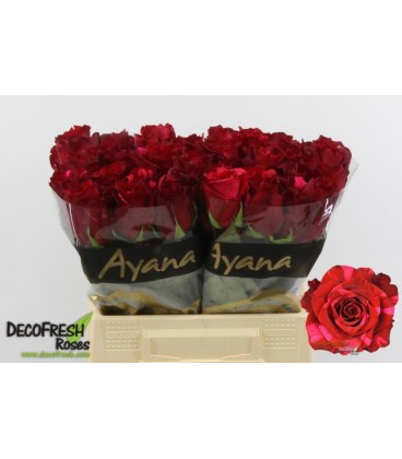 Rose Red Panther 40 cm