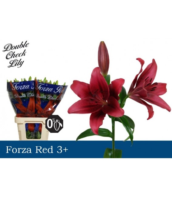 Lys Forza red 85 cm