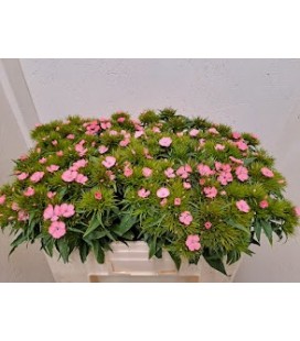 Oeillet de poete Pink beauty 50 cm