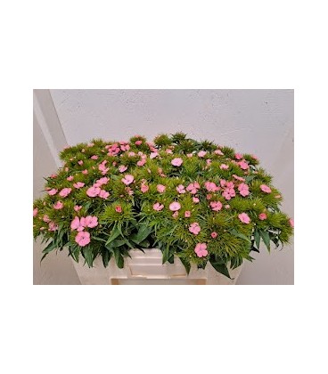 Oeillet de poete Pink beauty 50 cm