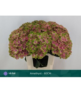 Hortensia mag Amethyst  65 cm 