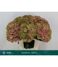 Hortensia mag Amethyst  65 cm 