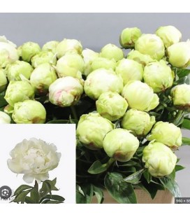 Pivoine Ivory Victory 60 cm