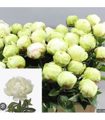 Pivoine Ivory Victory 60 cm