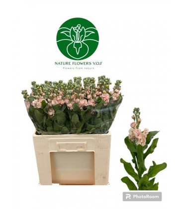 Giroflee Aida Apricot