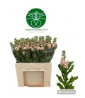 Giroflee Apricot 65 cm