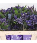 Clematite Blue Pirouette 50 cm