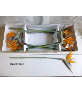 Strelizia 70 cm x12