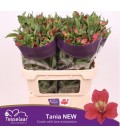 Alstromeria Tania