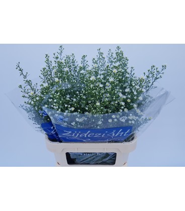 Aster Monte casino