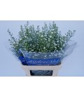 Aster Monte casino 85 cm