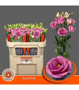 Lisianthus Rosi rose pink