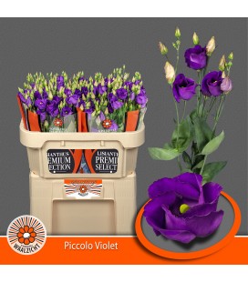 Lisianthus Piccolo Violet