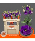 Lisianthus Piccolo Violet