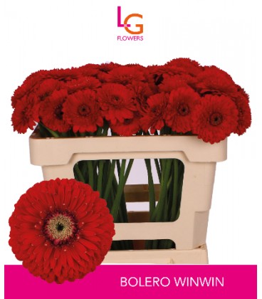 Germini Bolero WinWin 