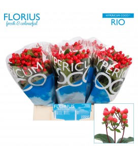 Hipericum coco Rio 40 cm