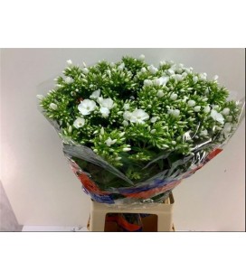Phlox Whitecap 70 cm