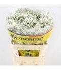 Gypsophile Million Star