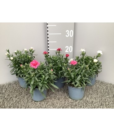 Oeillet mini Ø 10.5