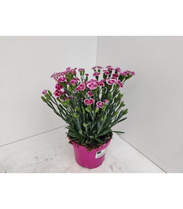 Oeillet Pink Kisses Ø12