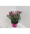 Oeillet Pink Kisses Ø12