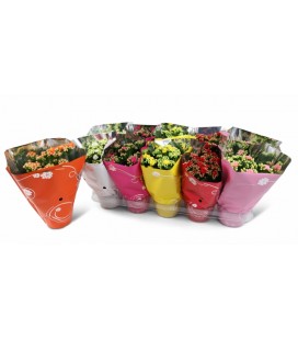 Kalanchoe mix Ø12