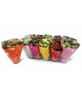 Kalanchoe mix Ø12