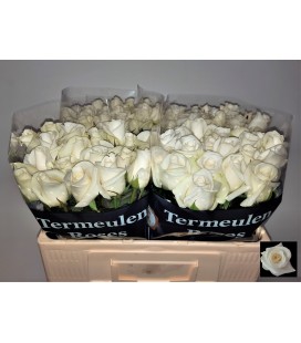 Rose Akito 40 cm