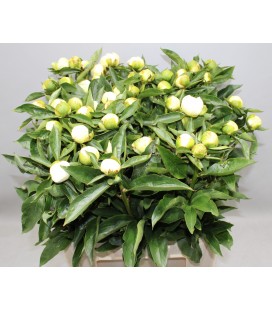 Pivoine Duchesse de Nemour 55 cm