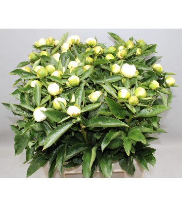 Pivoine Duchesse de Nemour