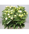 Pivoine Duchesse de Nemour