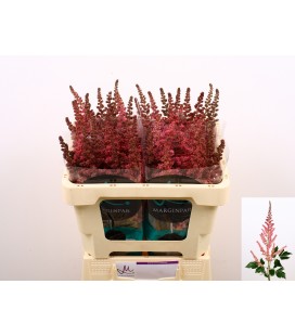 Astilbe Pink 55 cm