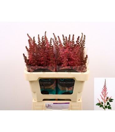 Astilbe Pink 60 cm