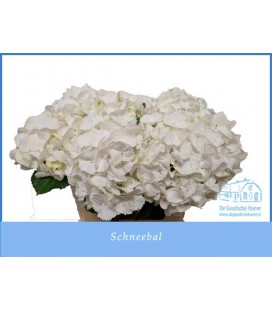 Hortensia Schneeball 60 cm 