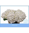 Hortensia Schneeball 60 cm 