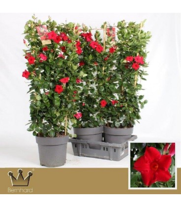 Dipladenia Sun Velvet red Ø 27 h 60