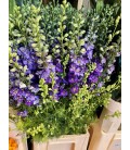 Pied d'alouette Dark blue 90 cm