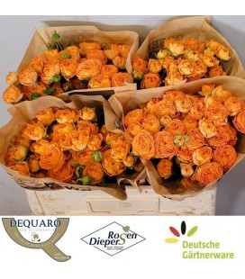 Rose Branchue Ora Trendsetter 40 cm